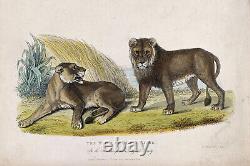 Vintage Drawing Pair of White Silver Lions (1860) Drawing Poster Print Art