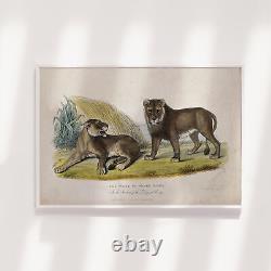 Vintage Drawing Pair of White Silver Lions (1860) Drawing Poster Print Art
