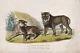 Paire De Lions Blancs En Argent Dessinés D'époque (1860) Affiche D'art En Impression De Dessin.